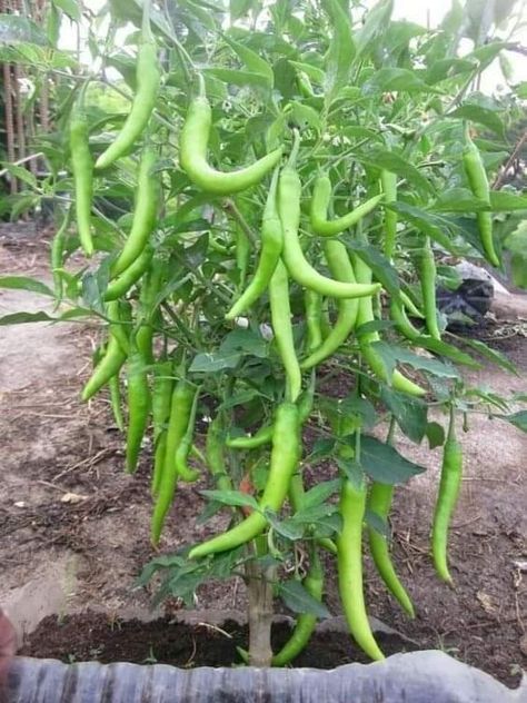 Chilli Tree, Backyard Diy Ideas, Easy Outdoor Projects, Growing Bell Peppers, Vertical Vegetable Gardens, Chilli Plant, Vegetable Pictures, Inside Garden, Green Scenery