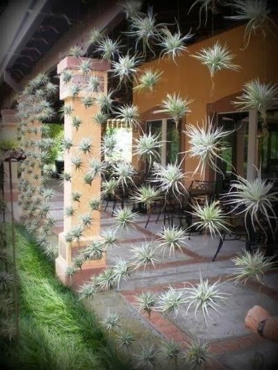 Air Plant Display, Plants Growing, Vertical Gardens, Diy Gardening, Have Inspiration, Deco Floral, Succulents Garden, Vertical Garden, Dream Garden