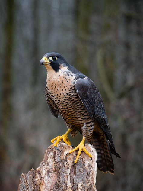 A stunning Peregrine Falcon, perching on a tree stump.  https://postly.link/ouj/  #peregrinefalcon #birdsofcanada #raptor #birdsofprey #birddecor #birding Peregrine Falcon Photography, Peregrine Falcon Wings, Falcon Aesthetic Bird, Peregrine Falcon Illustration, Nature Watercolor Art, African Pygmy Falcon, Falcon Hawk, Peregrine Falcon In Flight, Canadian Nature