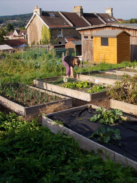 Whether you’ve taken on a new allotment or you want advice on maintaining your existing plot, we’ve got you covered. We've got lists of monthly allotment jobs, advice on anything from crop rotation, seed saving and companion planting to composting, pest control and weeding, plus detailed guides on how to grow your favourite fruit and veg. Allotment Design Layout, Small Allotment, Allotment Ideas Inspiration, Half Plot Allotment, Allotment Design, Allotment Beginner Uk, Uk Allotment, Allotment Plan, Allotment Planning