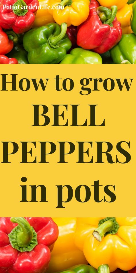 Growing Bell Peppers In Pots, Planting Peppers In Pots, Growing Bell Peppers In Containers, Growing Red Bell Peppers, Growing Peppers In Containers, How To Grow Bell Peppers, How To Grow Bell Peppers From Seeds, Growing Peppers In Pots, Peppers In Pots