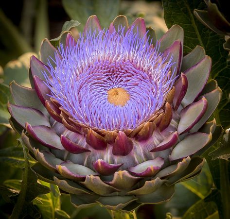 Dried Artichoke Flower, Artichoke Agave, Artichoke Photo, Artichoke Hearts Oreganata, Artichoke Illustration Botanical Prints, Kitchen Mural, Artichoke Flower, Adam Rodriguez, Rare Orchids