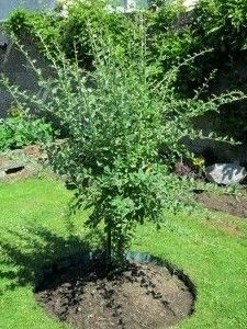 Goji Berries Plant, Goji Berry Plant, Growing Goji Berries, Gogi Berries, Backyard Orchard, Gardening Pictures, Edible Gardening, Berry Garden, Fruit Bushes