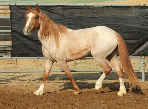 Horse Poses Reference, Red Roan Horse, Pony Photography, Mustang Makeover, Noriker Horse, Horse Mane Braids, Mustang Horses, Horse Poses, Yellow Horse