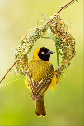 lesser masked weaver  llbwwb:  The Wedding Ring,This shot was taken in Mashatu camp in Botswana (by hvhe1)❤️ Weaver Bird, Regard Animal, Birds Nests, Bird Nests, Nature Tour, Bird Watcher, Birds And Butterflies, Game Reserve, All Birds