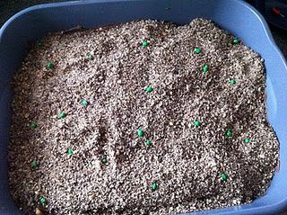 Kitty litter cake...looks disgusting, but tastes oh so good :) Cat Litter Cake, Litter Box Cake, Kitty Litter Cake, Cake Cat, Cake Pretty, Ugly Cakes, Kitty Litter, Halloween Desserts, Halloween Food For Party