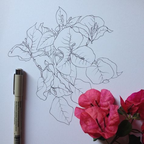 Bougainvillea Illustration, Noel Badges Pugh, Flower Drawing Tutorials, Flower Art Drawing, Floral Drawing, Botanical Painting, Flower Art Painting, Bougainvillea, Flower Pictures