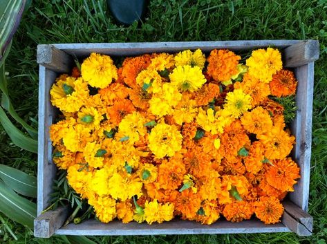 Drying Marigold Flowers, Farm Diy, Landscape Design Ideas, Flower Farmer, Marigold Flower, Diy Garland, Landscaping Tips, Garden Landscape Design, Flower Farm