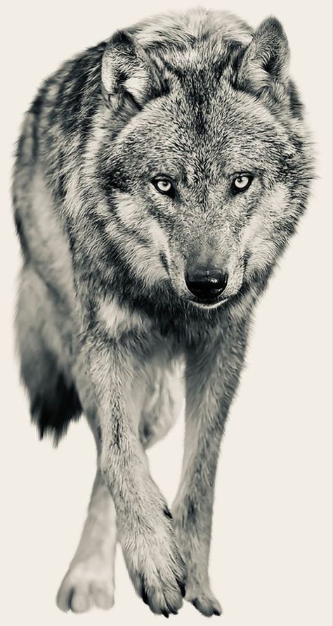 the wanderer Italian Wolf Tattoo, Grey Wolf Tattoo, Boxer Dog Tattoo, Pet Tattoo Ideas, Cat Portrait Tattoos, Pet Memorial Tattoo, Pet Tattoos, Wolf Poses, Red Riding Hood Art