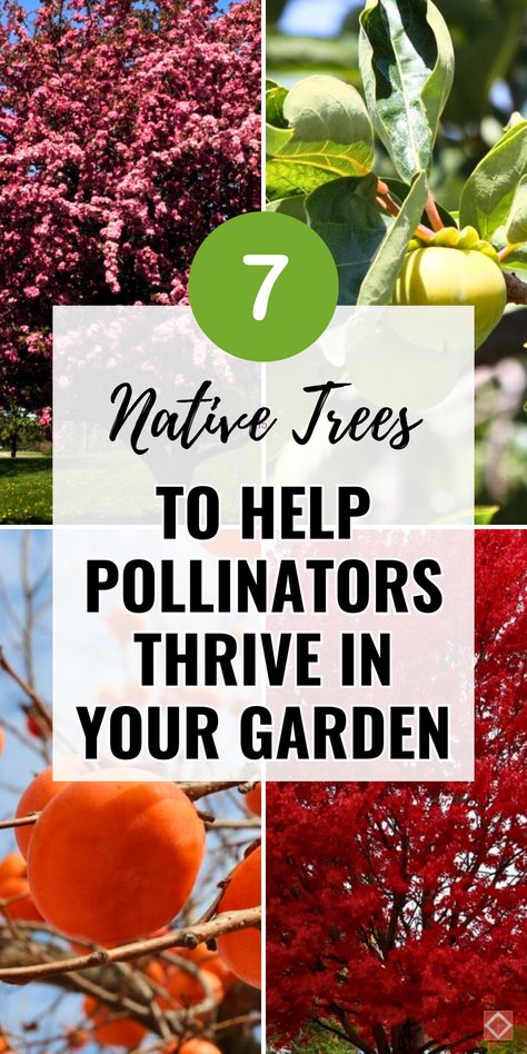 Make your garden pollinator-friendly with these 7 native trees! They’re ideal for providing food and shelter while adding beauty and biodiversity to your landscape. Save this pin to plant trees that support pollinators year-round! Planting Pine Trees, Texas Pollinator Garden, Native Plant Garden Design, Pollinator Garden Plans, Flowers For Pollinators, Creative Landscaping, Native Plant Gardening, Sustainable Gardening, Handmade Planter