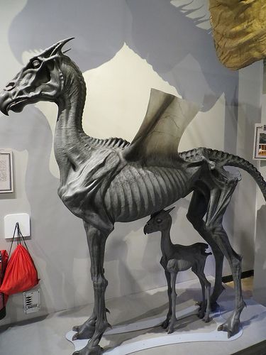 2013-061675B | London, England-The Making of Harry Potter at… | Flickr Thestral Tattoo, Harry Potter Creatures, Harry Potter Studios, Harry Potter Halloween, Harry Potter Room, Harry Potter Crafts, Harry Potter Theme, Creature Drawings, Harry Potter Diy