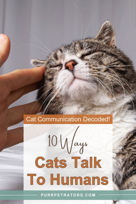 Unlock the feline language and learn how to understand their subtle hints! 🐱 Discover the 10 ways your little purr machine communicates with humans in our guide: 'Cat Communication Decoded! 10 Ways Cats Talk To Humans | Purrpetrators'. It's time to start understanding those silent meows and winks! 😽 Cat Communication, Spoiled Cats, Cat Language, Cat Info, Cat Cuddle, Cat Hacks, Cat Talk, Cat Care Tips, Owning A Cat