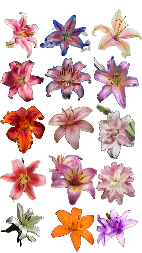 #lily #collages #lilyaesthetic #aestheticflowers #lilycollages #flowers #aesthetic Color Wheel Art Projects, Scrapbook Printing, Flower Collage, Pixel Drawing, Flower Icons, Graphic Poster Art, Art Tools Drawing, Scrapbook Materials, Favorite Flower