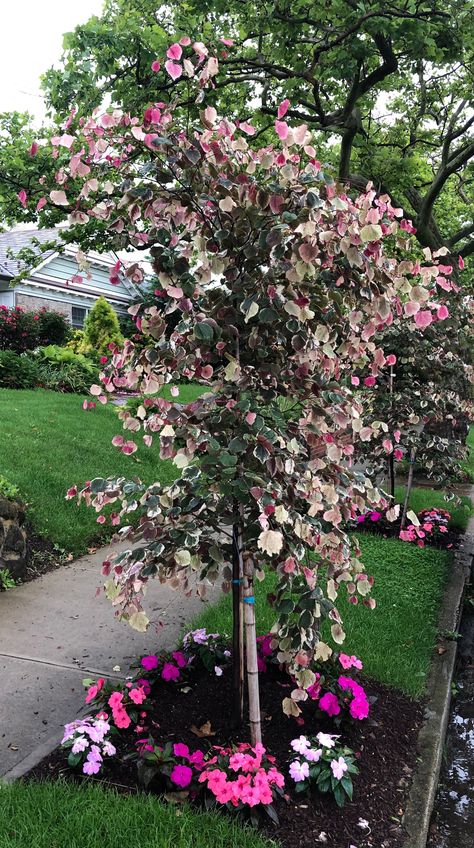 Carolina sweetheart red bud Carolina Sweetheart Redbud Tree, Cercis Canadensis Carolina Sweetheart, Carolina Sweetheart Redbud, Flowering Shrubs For Shade, Cercis Canadensis, Front Yard Plants, Holiday Planter, Shade Shrubs, Walkway Landscaping