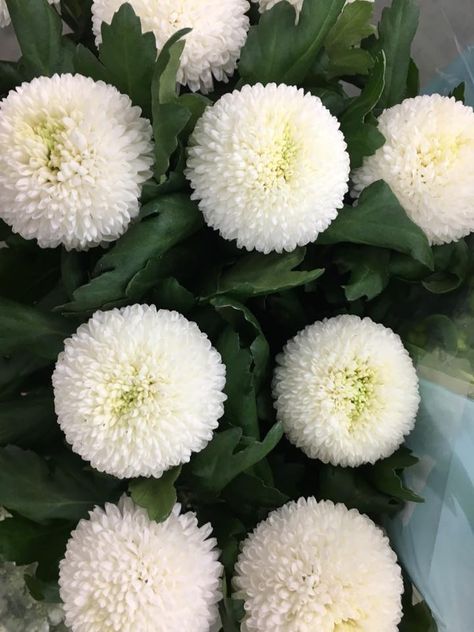 chrysanthum pom pom Pom Pom Chrysanthemum Flower, White Pom Pom Flower, Washington Gardening, Pom Pom Chrysanthemum, Flower Varieties, Pom Pom Flowers, Prairie Garden, Florist Shop, Chrysanthemum Flower