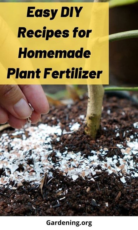 You may be surprised to find there are many garden fertilizer sources in and around your home. Many waste products make great fertilizers! Diy Fertilizer For Plants, Homemade Plant Fertilizer, Homemade Fertilizer, Interior Gardens, Manure Tea, Gardening Veggies, Natural Plant Fertilizer, Metabolism Reset, Garden Prep