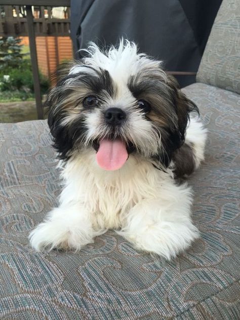 Dog Attitude, Shitzu Dogs, Shitzu Puppies, Havanese Puppies, Fluffy Puppies, Cute Dog Photos, Puppies And Kitties, Puppy Play, Shih Tzu Puppy