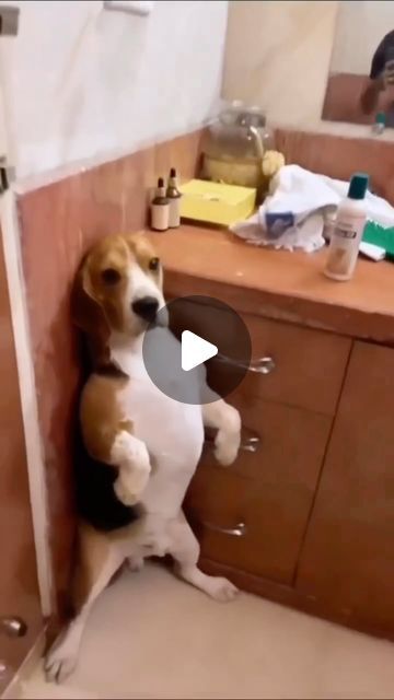 Funny animals on Instagram: "Dogs 🆚 cats 🥰❤️😍💕😂🤪🐾🐕🐩🐶🦴#dog #cat #funny" Funny Animal Videos Dogs, Puppy Videos Cutest, Funny Dog Videos Make Me Laugh, Animal Funny Videos, Dog Videos Cutest, Funny Videos Dogs, Funny Dog And Cat Videos, Funny Good Night Pictures, Funny Videos Animals