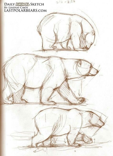 Bear Sketches, Sketches Unique, Bears Tattoo, Bear Sketch, Pencil Drawings Of Animals, Bear Drawing, Bear Tattoo, Animal Study, Unique Drawings