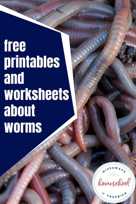 Worm Facts, Worms Preschool, Worm Science, Soil Activities, Worm Crafts, Animal Studies, Healthy Soil, Homeschool Freebies, Worm Composting