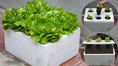 Diy Balcony Garden, Lettuce Growing, How To Grow Lettuce, Hydroponic Lettuce, Grow Lettuce, How To Grow Vegetables, Diy Balcony, Growing Lettuce, Grow Vegetables