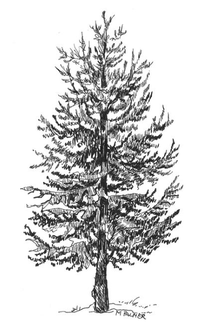 PEN & INK | Mary Palmer Artist Black Pen Tree Drawing, Pine Tree Pen Drawing, Pine Tree Ink Drawing, Tree Drawing Pen, Tree Pen Drawing, Pine Drawing, Ink Tree, Trees Drawing Tutorial, Pine Tree Drawing