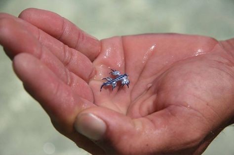 blue dragon #2 | glaucus atlanticus Blue Sea Slug, Glaucus Atlanticus, Sea Slug, Sea Dragon, Blue Pin, Blue Dragon, Blue Angels, Sea Creatures, Queensland