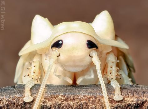 Hissing Cockroach, Madagascar Hissing Cockroach, Madagascar Animals, Cool Insects, Insect Photography, Beetle Insect, Cool Bugs, Beautiful Bugs, Flying Insects