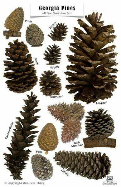 Georgia pinecones Georgia Poster, Study Reference, Botanical Study, Survival Essentials, French Wallpaper, Pine Cone Art, Tree Identification, Cones Crafts, Pine Cone Crafts