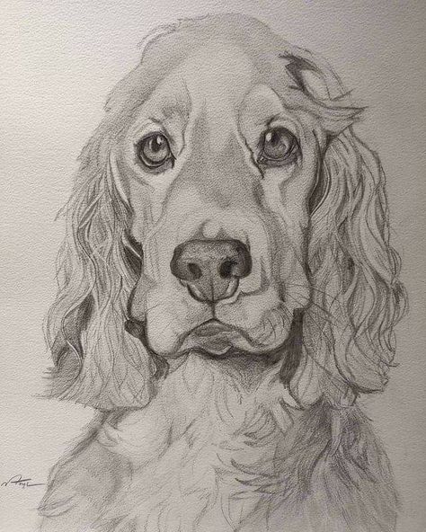 Cocker Spaniel Sketch, Sketches Of Dogs, Dog Pencil Sketch, Cocker Spaniel Drawing, Cocker Spaniel Painting, Dog Sketches, Lou Dog, Jesus Art Drawing, Colorful Hairstyles