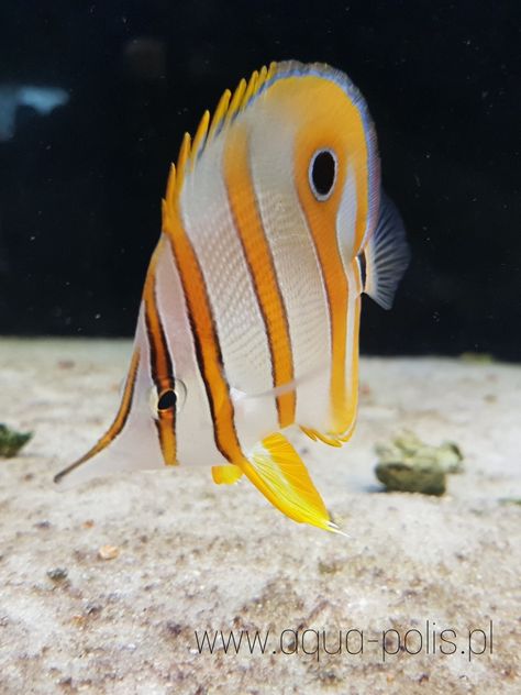 Copperband Butterflyfish, Fish Photos, Marine Fish, Art Challenge, Natural Colors, Aquarium Fish, Marine Life, Sea Creatures, Fish Pet