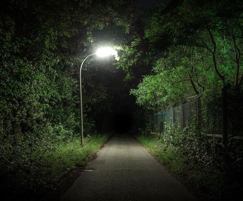 Street Light, In The Middle, The Light, The Middle, At Night, Trees, Forest, Road