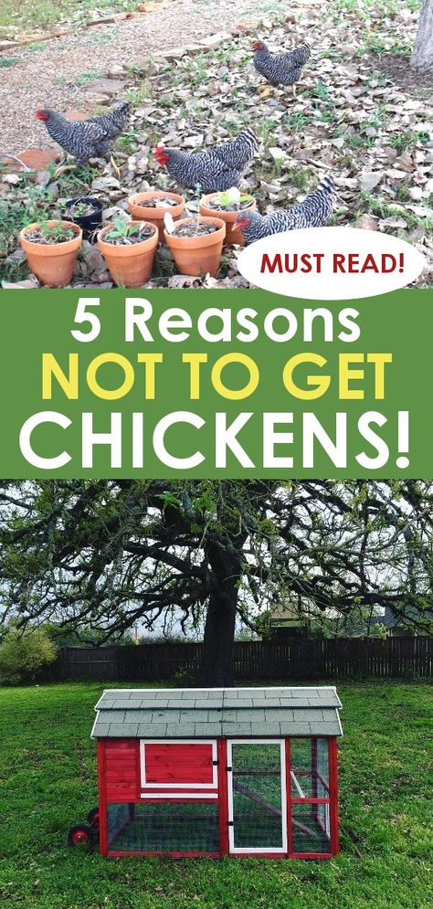 Keeping Backyard Chickens, Building A Chicken Run, Backyard Sandbox, Build A Chicken Coop, Chicken Poop, Chicken Keeping, Homesteading Diy, Raise Chickens, Chicken Health