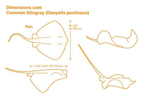 Perhaps the most obvious feature in the common stingray (Dasyatis Pastinaca) is the whip-like tail that bends on the upper and lower fins besides its smooth skin, plain-colored body, painful sting but not life-threatening, and slightly bulging snout. Downloads online #rays #fish #animals Cardboard Stingray, Sting Ray Sketch, Paper Mache Stingray, Spotted Stingray Drawing, Sting Ray Face, Different Types Of Stingrays, Cardboard Animals, Animal Outline, Surf Room