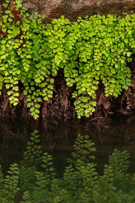 ... Hamilton Pool Preserve, Forest Island, Hill Landscape, Hamilton Pool, Maidenhair Fern, Ap Studio Art, Dripping Springs, Ground Level, Plant Images