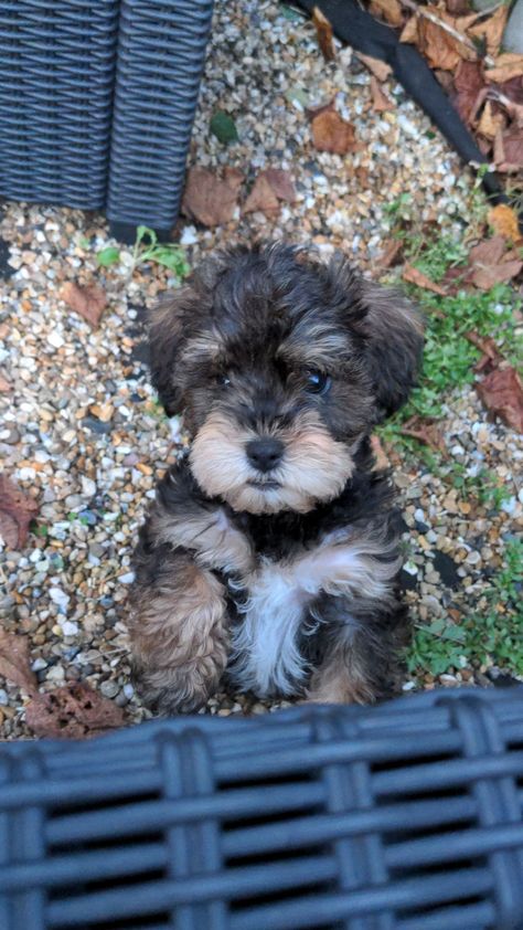 Miniature Schnoodle Puppies, Miniature Schnoodle, Mini Schnoodle, Schnoodle Puppy, Puppy Dog Pictures, Dream Pet, Mini Schnauzer, Baby Puppies, Little Puppies