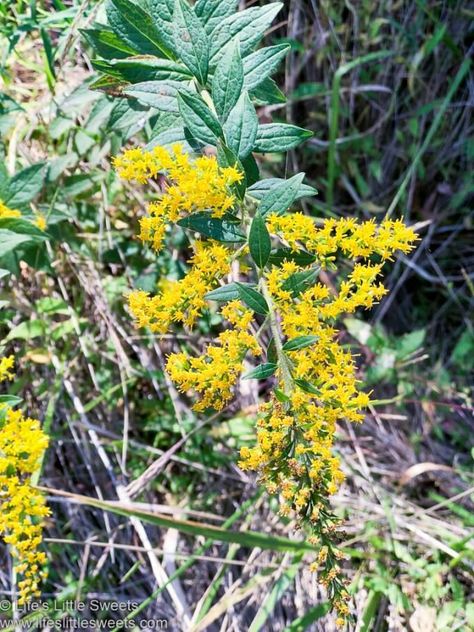 Goldenrod Tea is a soothing, herbal, late-Summer to Fall hot tea drink. The cut leaves and flowers have a sweet, “anise-like” scent that gives the tea it’s flavor. Enjoy it alone or with honey or your favorite sweetener. #herbaltea #goldenrod #goldenrodtea #foraging #forage #tea #recipe #foodblog #foodblogger Apple Cider Donuts Baked, Flower Ice, Open Flower, Apple Cider Donuts, Wild Edibles, Tea Recipe, Parts Of A Plant, Herbaceous Perennials, Baked Apples