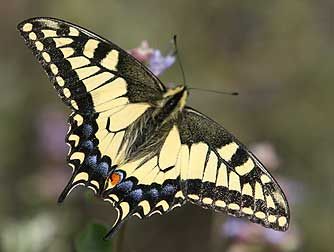 Native Oregon Butterflies | Picture of Oregon swallowtail butterfly - Papilio oregonius Old World Swallowtail, Woods And Mountains, Pictures Of Butterflies, Oregon Tattoo, Swallowtail Butterflies, Becoming A Tattoo Artist, Throat Tattoo, Insect Tattoo, Little Cottages