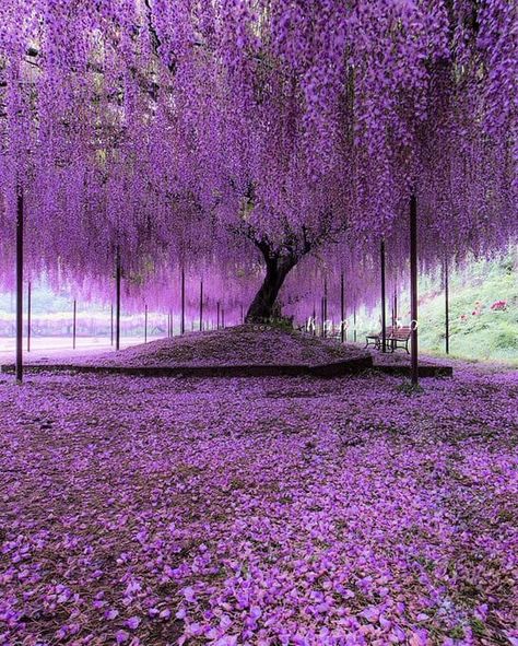 David Attenborough | In the Ashikaga Flower Park in Tochigi, Japan, a wisteria tree is often referred to as "the most beautiful in the world." At around 150 years old, the... Wisteria Tree, Japanese Tree, Image Nature, Flowering Trees, Purple Aesthetic, Beautiful Tree, Wisteria, Nature Pictures, Land Scape