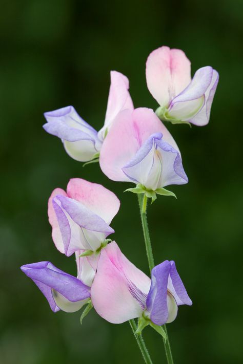 Lathyrus Odoratus, Growing Sweet Peas, Ornamental Cabbage, Sarah Raven, Dreamy Garden, Sweet Pea Seeds, Sweet Pea Flowers, Plant Seedlings, Sweet Peas