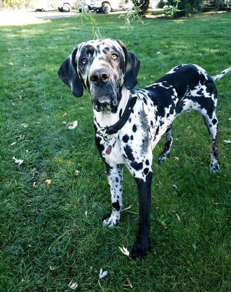 3/4 great dane, 1/4 mastiff harlequin Daniff. Great Dane Mastiff Mix Dogs, Fawnequin Great Dane, Daniff Dog, Harlequin Great Dane Puppy, Great Dane Harlequin, Brindle Great Dane, Blue Merle Great Dane, Mantle Great Dane, Merle Great Danes