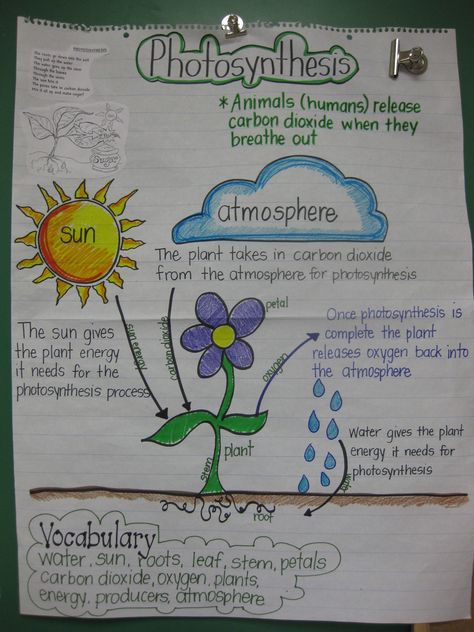 STAAR Review anchor chart for 5th Grade Science. Photosynthesis Projects, Cowboy Classroom, Apologia Biology, Science Chart, Science Anchor Charts, 7th Grade Science, Science Notebooks, 4th Grade Science, 6th Grade Science