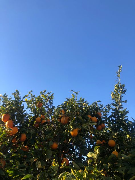 #Sacramento #California #Orange #OrangesTrees #Summer #Sunny #SummerAesthetic Retro California Aesthetic, Orange County Aesthetic, Angels Camp California, Southern California Aesthetic, 70s California, 90s California, 25 Aesthetic, Children Of Eden, Cactus Club