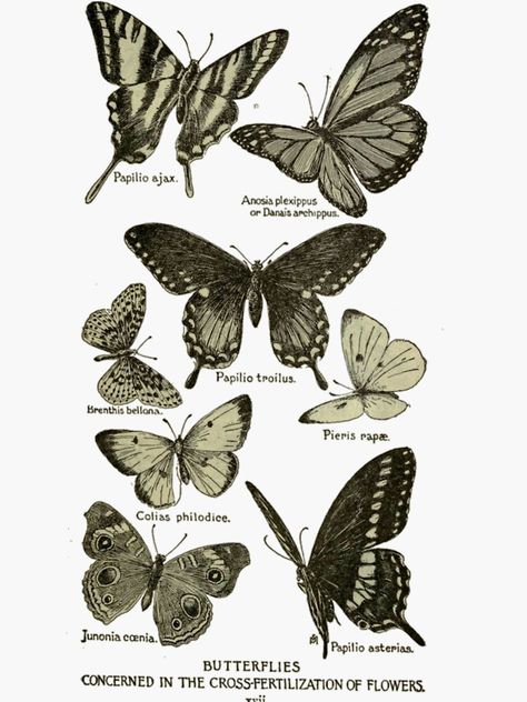 "Butterflies" Sticker for Sale by coquettecel Vintage Butterfly Stickers, Butterfly Stickers, Vintage Butterfly, Insects, Butterflies, Witch, For Sale