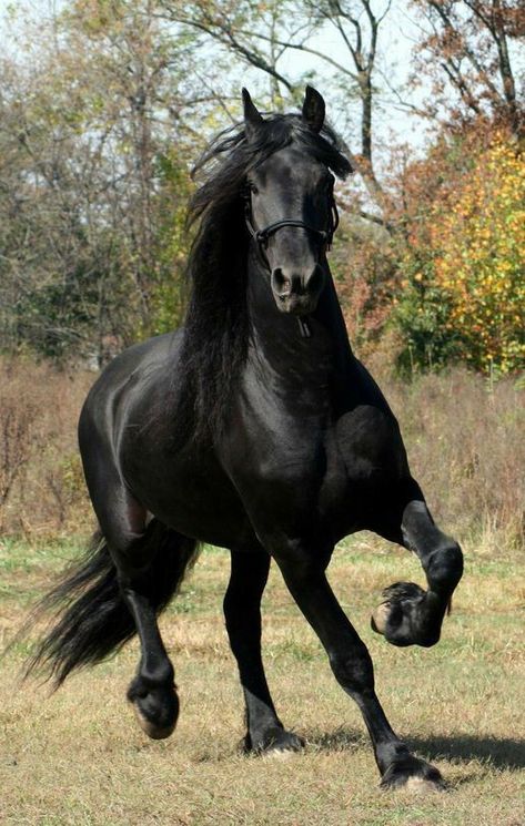 Ahal Teke, Cai Sălbatici, Rasy Koni, Beautiful Horse Pictures, Horse Wallpaper, Black Horses, Most Beautiful Horses, Friesian Horse, Majestic Horse