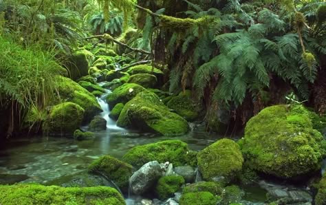 Temperate Forest, Tsitsikamma National Park, Rainforest Biome, Taroko National Park, Rainforest Plants, Daintree Rainforest, Forest Waterfall, Temperate Rainforest, Image Film