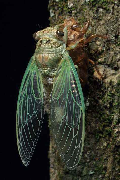 Cicada finished molting | Flickr - Photo Sharing! Cicada Tattoo, Cool Bugs, Bug Art, Beautiful Bugs, Close Up Photography, Creepy Crawlies, Arthropods, Insect Art, Arachnids