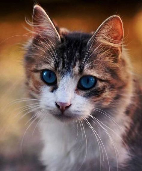 Photo | RP @HDWallpapers265 #Eye #Eyes #MesmerisingEyes ~ Be… | Flickr Blue Eyes Cat, Cat With Blue Eyes, Cat Blanket, Cat Fleas, Cat Facts, Cute Kittens, Beautiful Cats, Baby Cats, Cat Photo