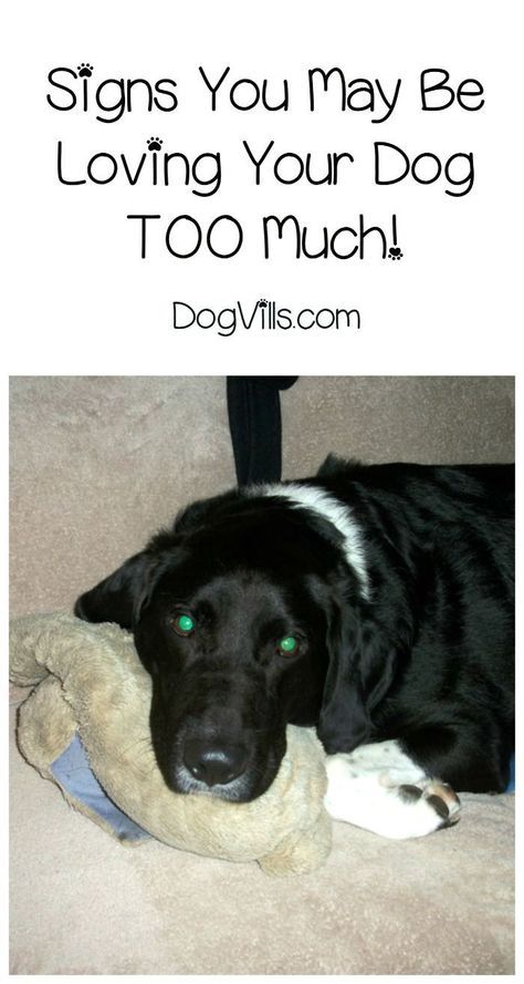 Are you overdoing it when it comes to loving your dog? Check out these signs we learned from Pawculture to see if you're loving Fido just a little too much! #ad #PawCulture House Training Dogs, Dog Training Advice, Dog Brain, Best Dog Training, Dog Info, Dog Care Tips, Pet Care Tips, Dog Obedience, Dog Training Obedience