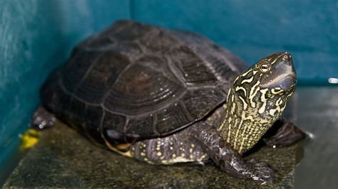 Behavior Brief | The Scientist Magazine® Pond Turtle, Rottmnt Oc, Tmnt Au, Freshwater Turtles, Turtle Facts, Tortoise Habitat, Galapagos Tortoise, Pet Information, Conservation Biology